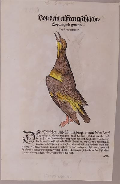Conrad Gessner (Zurigo, 1516 - 1565) Tavola Ornitologica tratta da Historiae Animalium  5