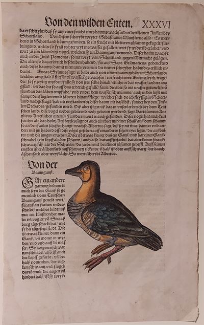 Conrad Gessner (Zurigo, 1516 - 1565) Tavola Ornitologica tratta da Historiae Animalium *42204 *86807
