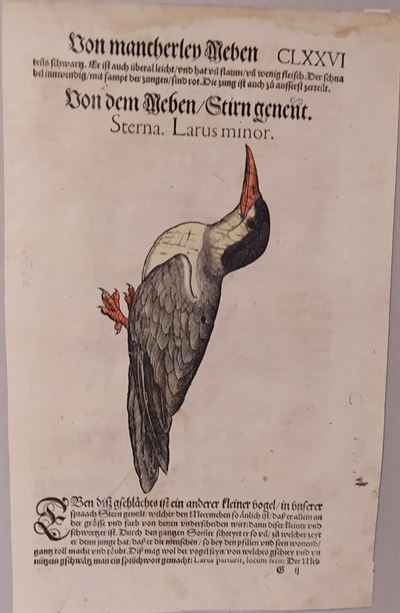 Conrad Gessner (Zurigo, 1516 - 1565) Tavola Ornitologica tratta da Historiae Animalium  3