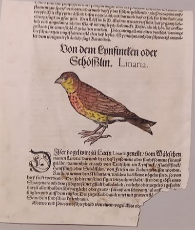 Conrad Gessner (Zurigo, 1516 - 1565) Tavola Ornitologica tratta da Historiae Animalium  6