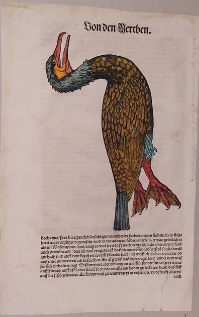Conrad Gessner (Zurigo, 1516 - 1565) Tavola Ornitologica tratta da Historiae Animalium *42204