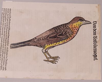 Conrad Gessner (Zurigo, 1516 - 1565) Tavola Ornitologica tratta da Historiae Animalium  7